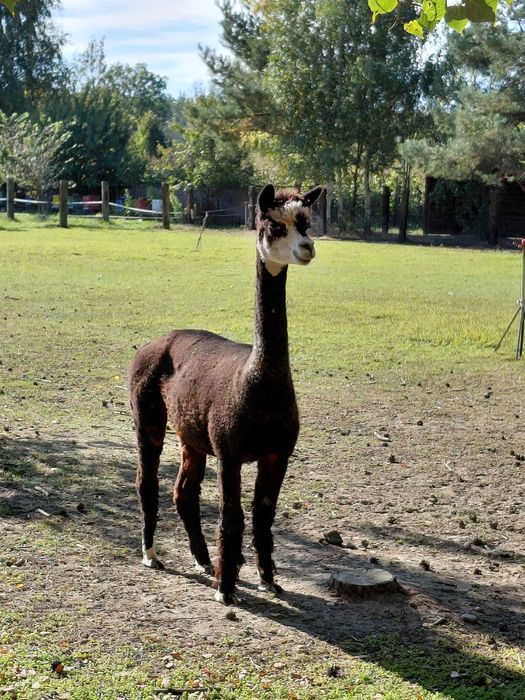 Alpaka W CIĄŻY samica dark silver grey