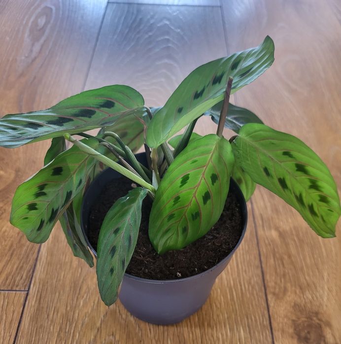 Maranta tricolor