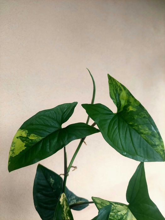 Planta Syngonium aurea