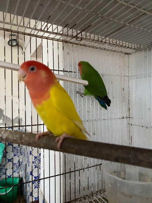 Pássaros Roseicollis e Caturras