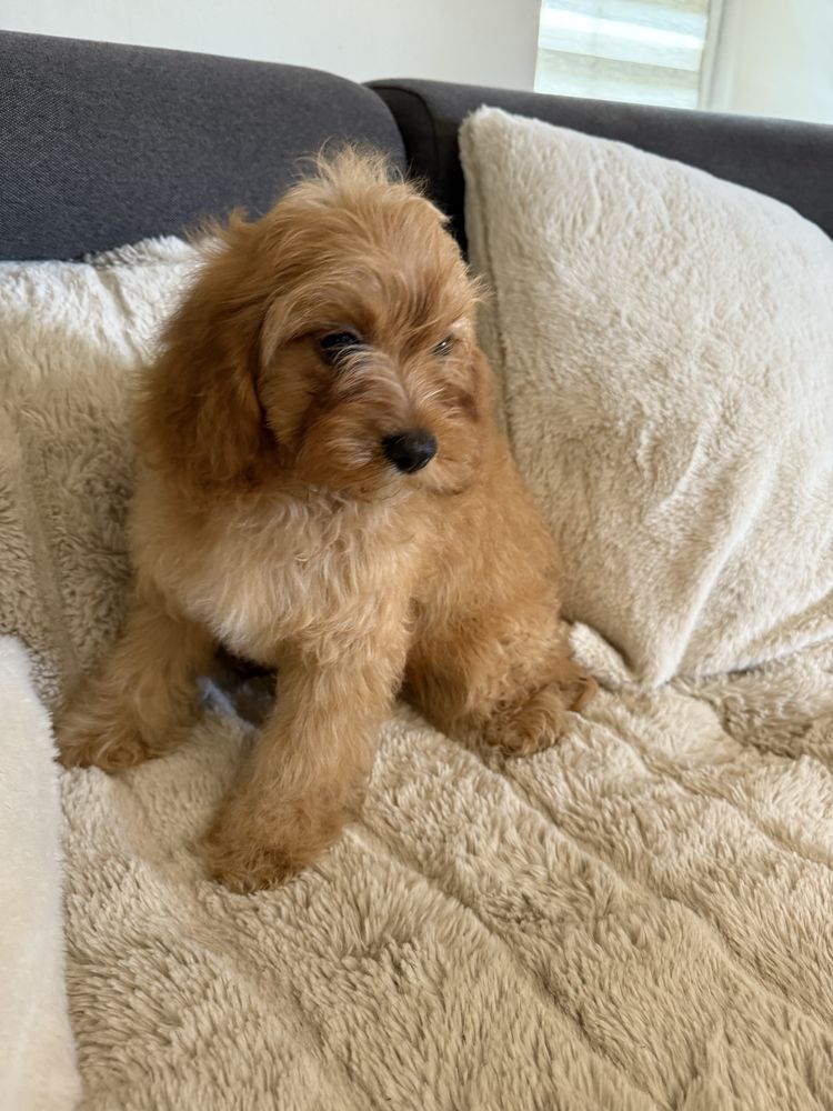 Cavapoo śliczna sunia