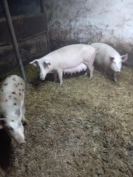 Sprzedam loszki wysoko prosne