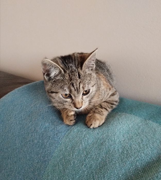 Młoda kotka 4 miesiące łagodna przyjazna bura szara z rudym za darmo