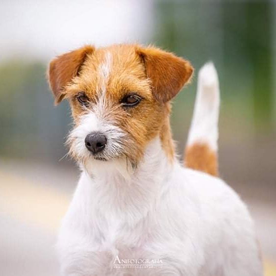 Jack Russell Terrier Związek Kynologiczny w Polsce