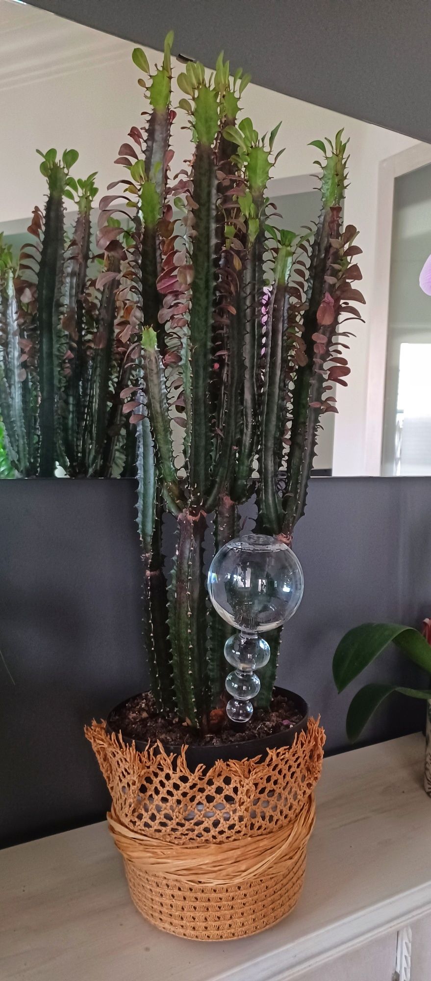 Cacto candelabro jade 95cm (Feng Shui)