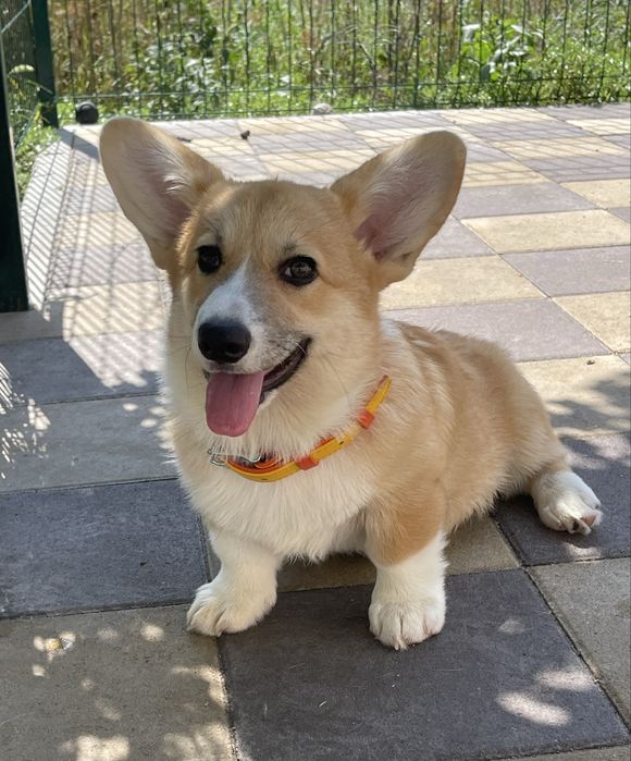 Девочка натуральный бобтейл