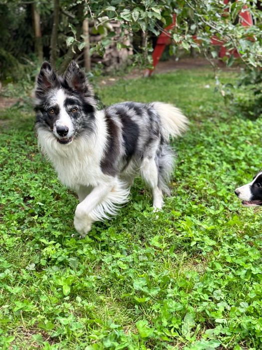 Border Collie gotowy na nowy dom