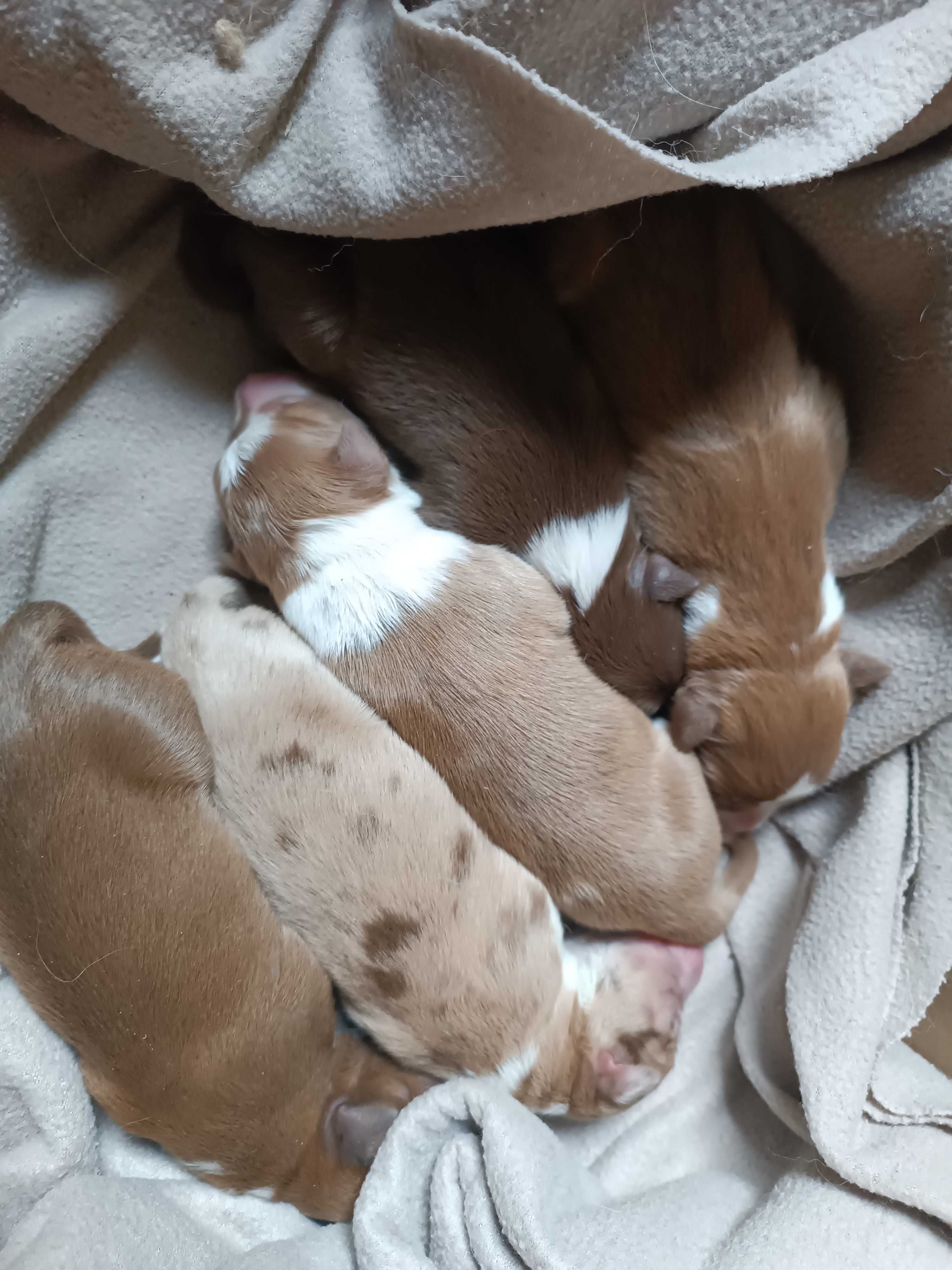 Szczenię Border Collie, ZKwp/FCI czekoladowo-biały piesek