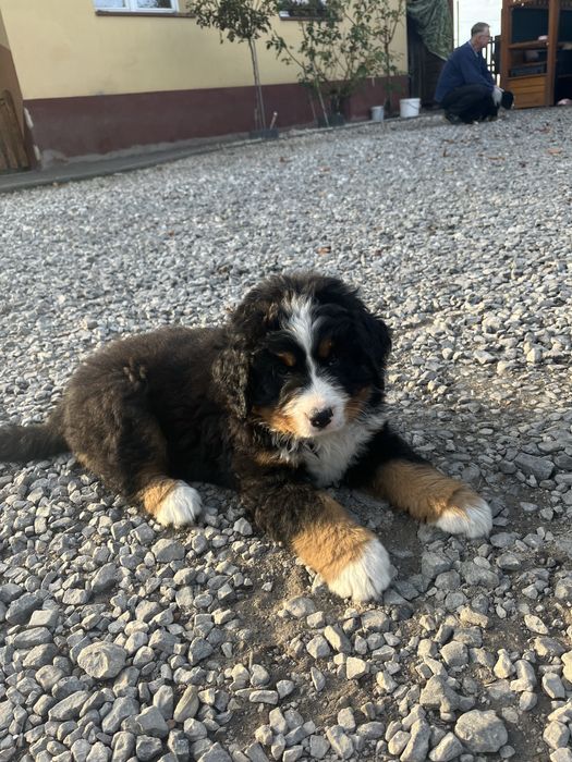 Bernenski pies pasterski Biszkopt