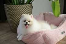 Pomeranian kremowy piesek