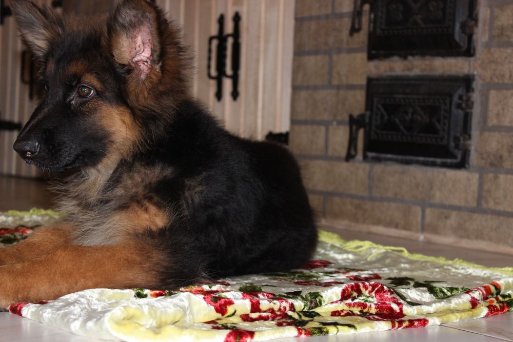 Німецька довгошерста вівчарка КСУ