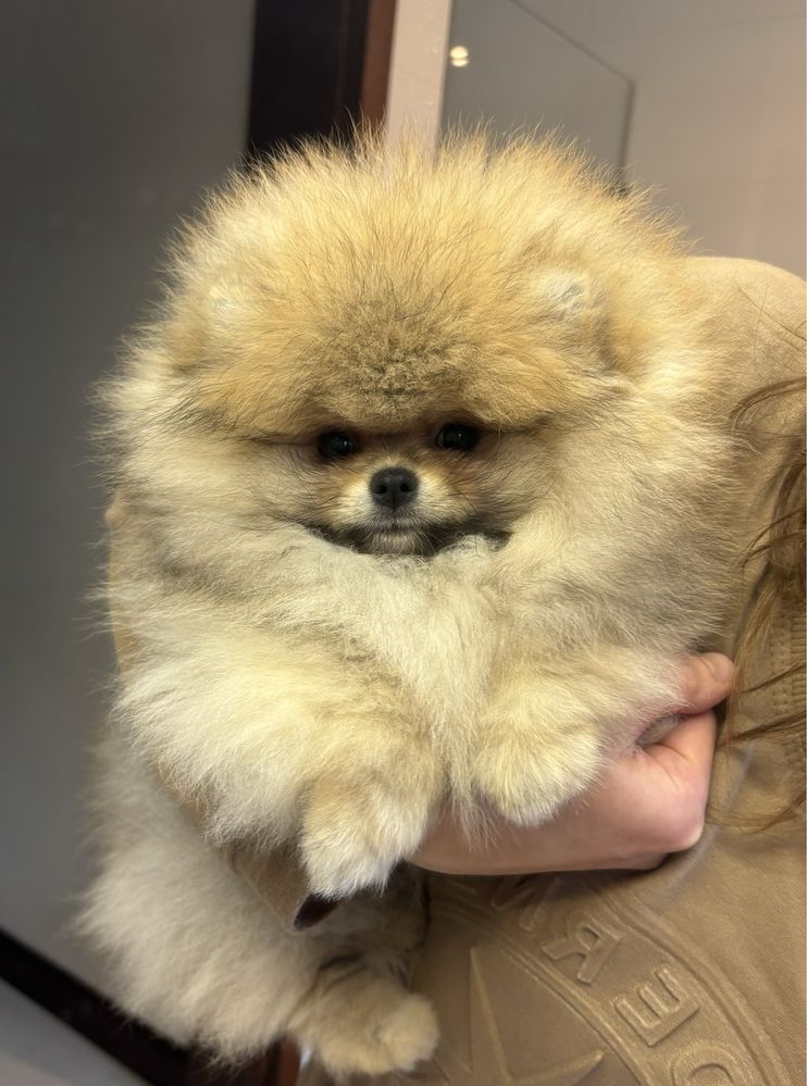 Pomeranian/piesek/ZKwP/FCI/Boo/szpic miniatutowy