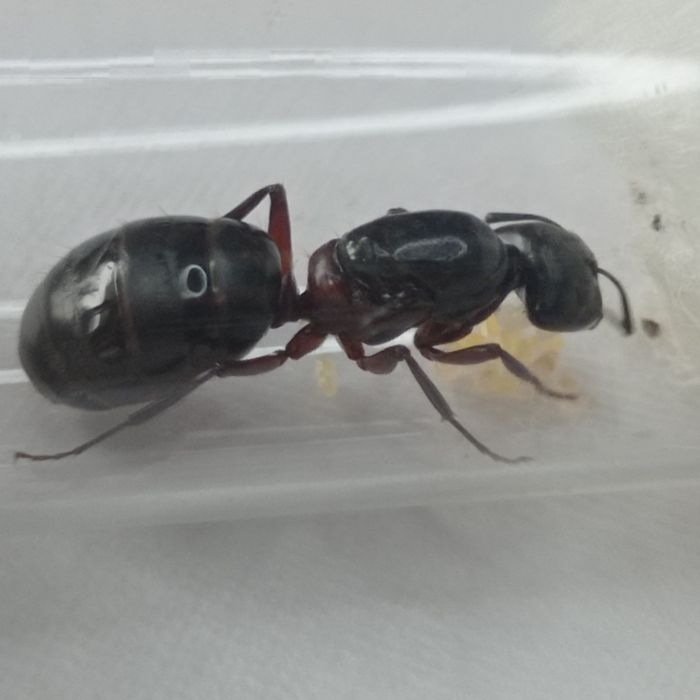Camponotus ligniperda - największa mrówka w Europie