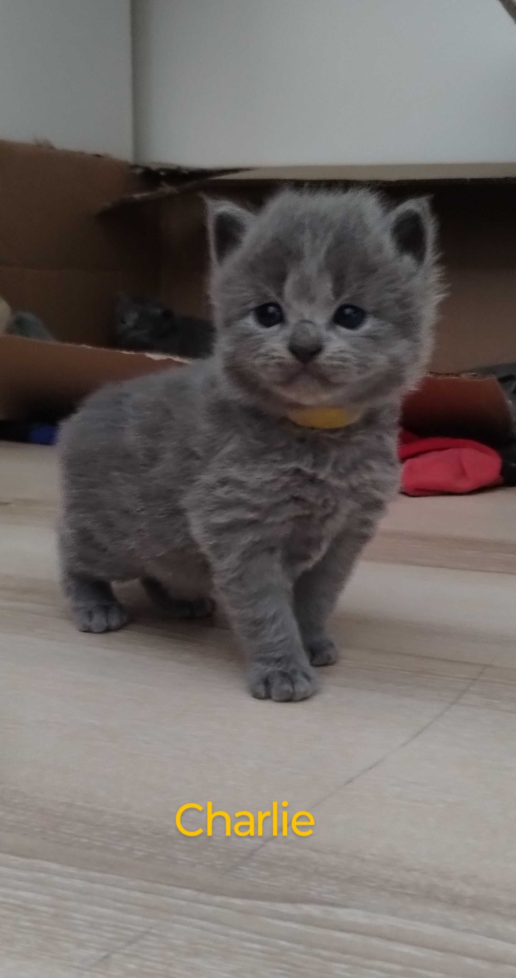 kotek rasy nebelung (rosyjski niebieski długowłosy)
