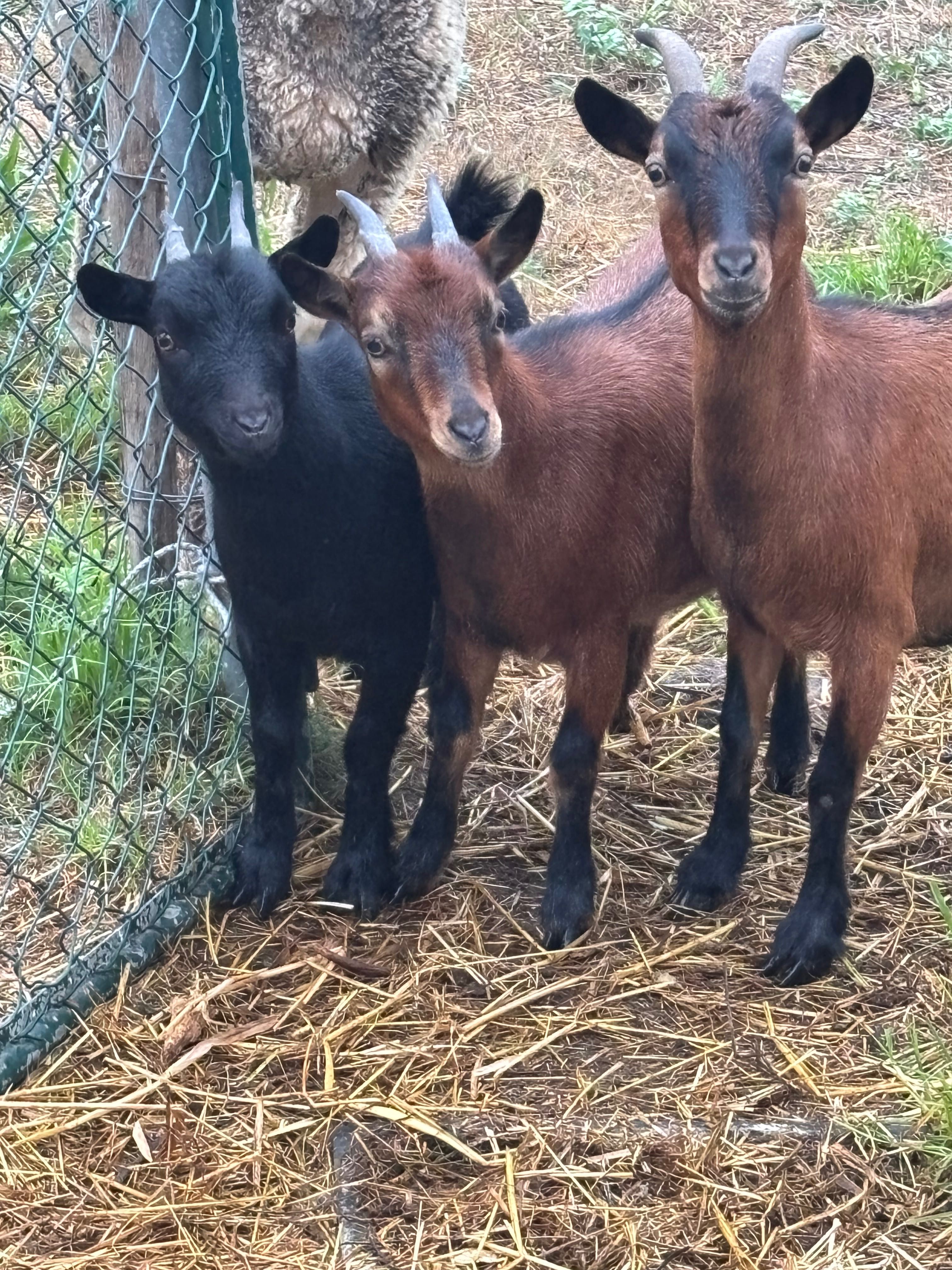 Duas cabras anas