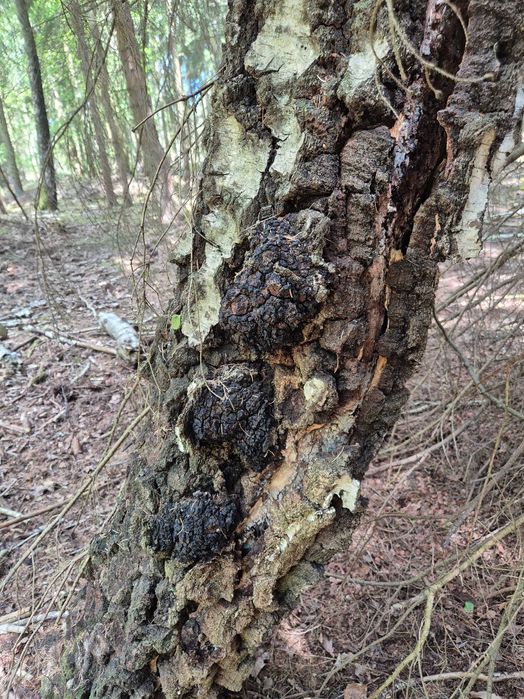 Czaga błyskoporek podkorowy 100g