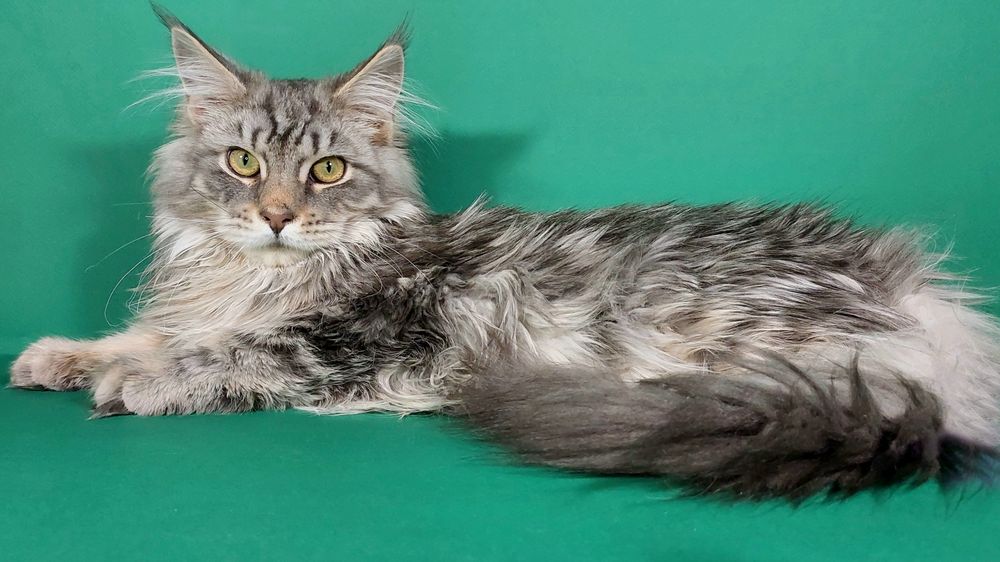 Хлопчик блакитний срібний мармур