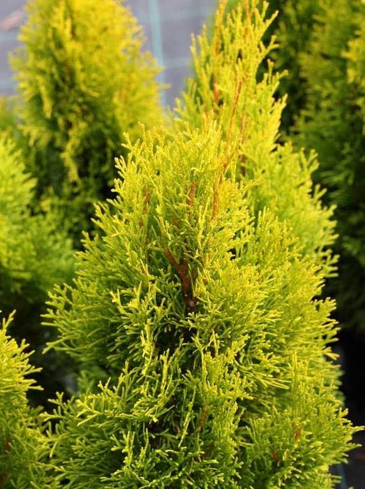 tuja szmaragd żywotnik golden  140 cm