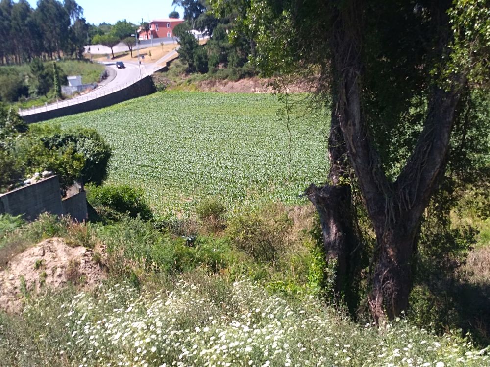 Terreno em Árvore