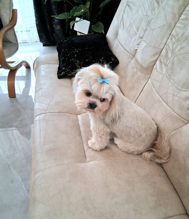 Reproduktor shih tzu z Rodowodem