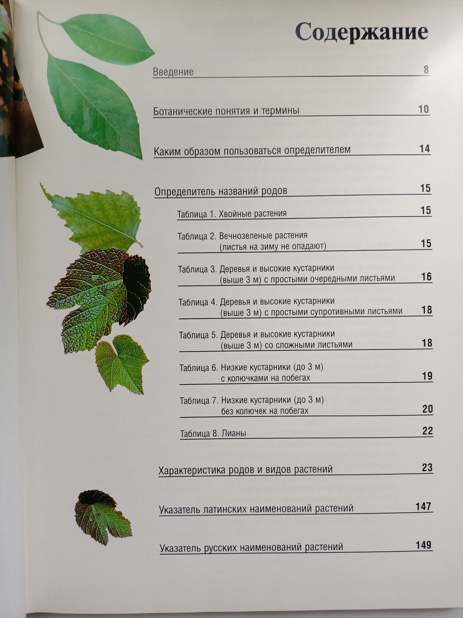 Декоративные деревья и кустарники