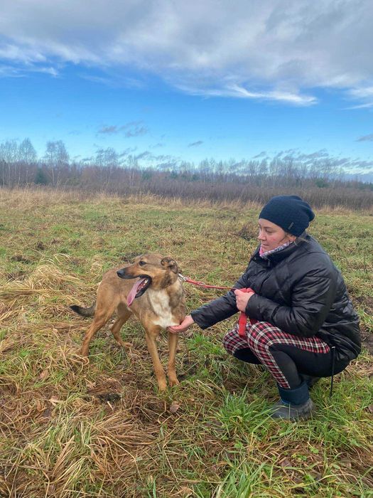 Chart i owczarek w jednym! Ewenement na skalę świata. ADOPCJA