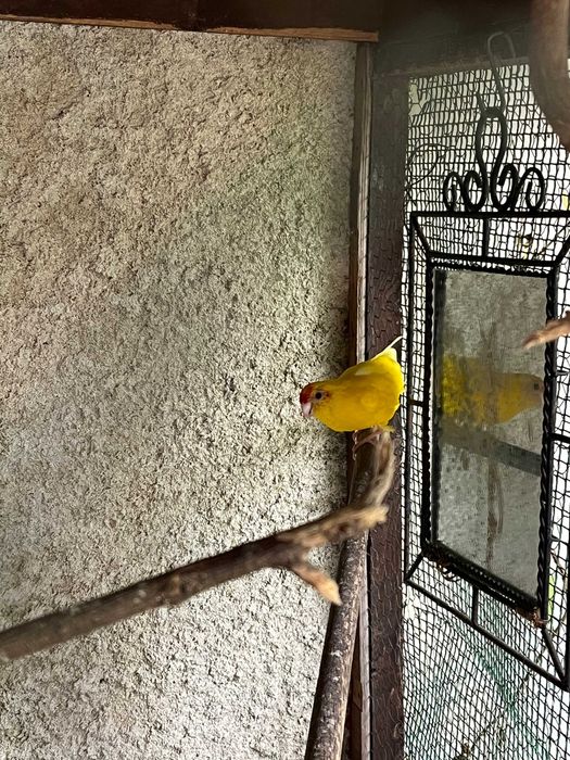 Cedo Kakariki Macho