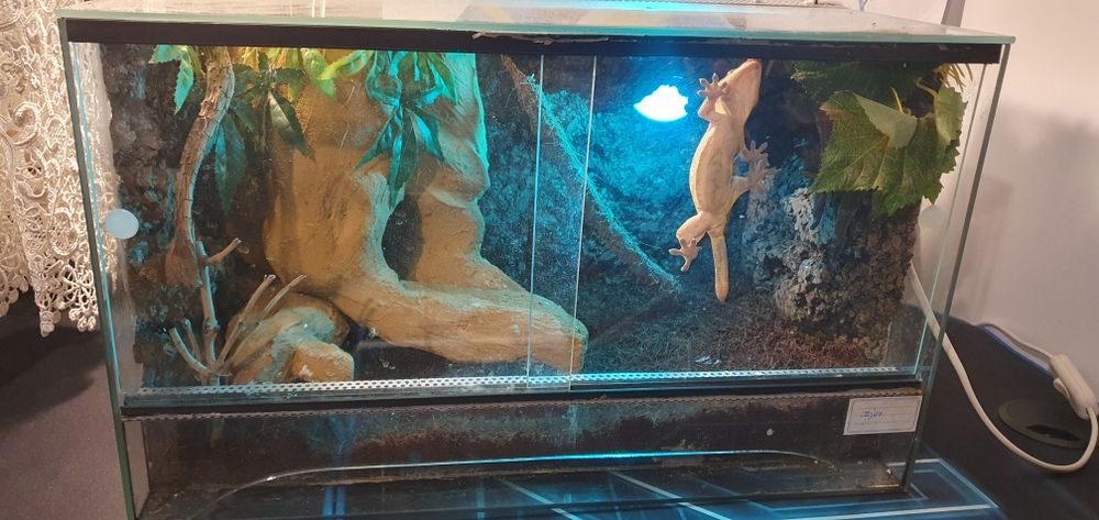 Gekon orzesiony z terrarium, wystrojem i suplementami