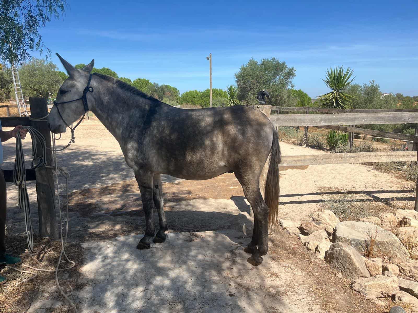 Vendo macho engatado