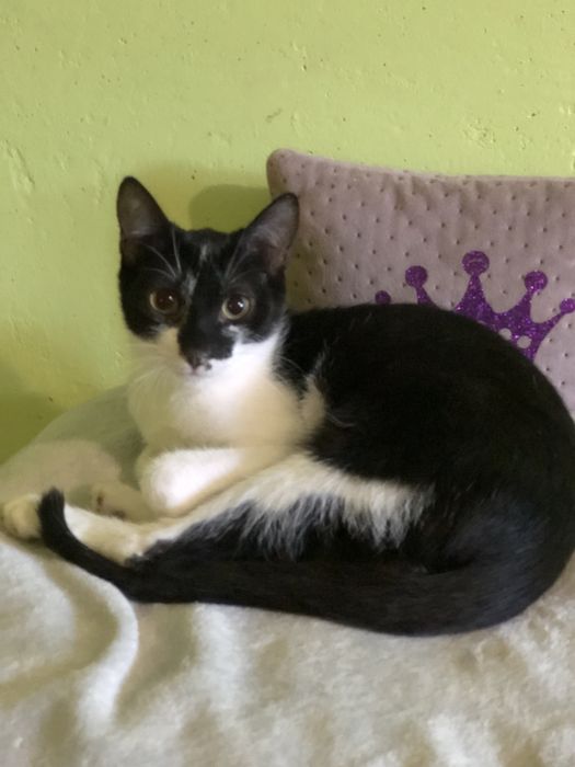 Котенок мальчик 8  месяца бесплатно