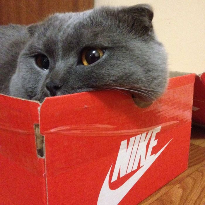 Котята, кошенята, шотландці, висловухі, прямовухі