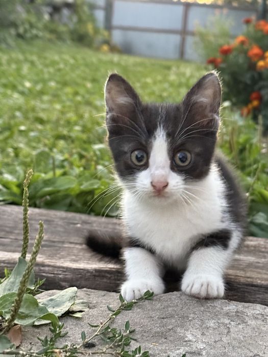 Віддаємо кошеня, хлопчик