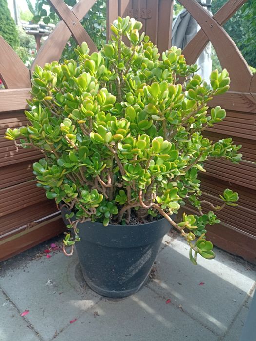 Drzewko szczęścia grubosz.