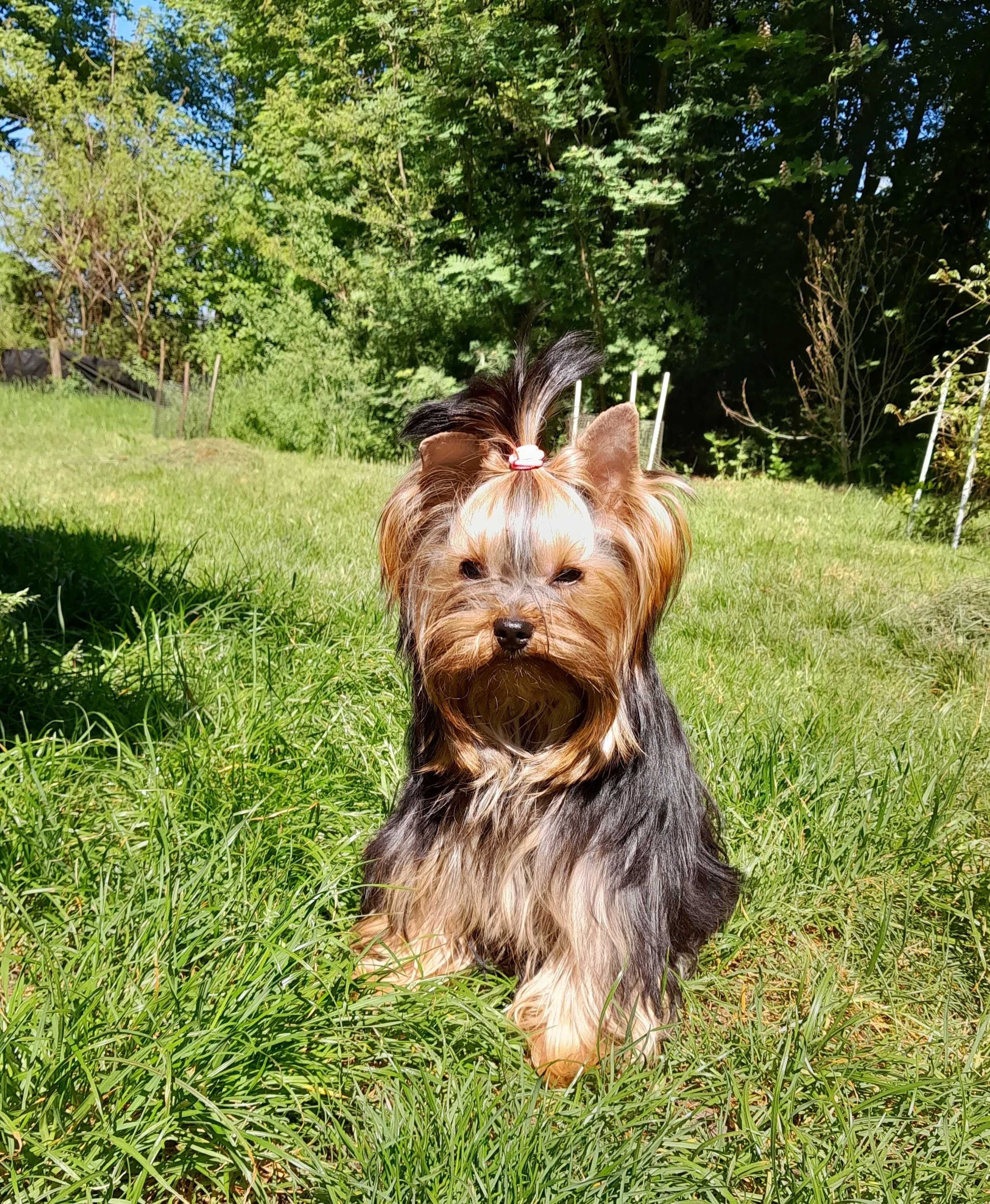 Yorkshire Terrier ZHPR UCI piesek GROSZEK