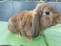 Królik miniaturka mini lop baranek, angora