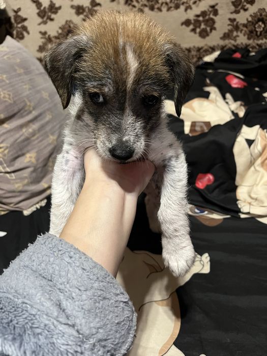 Отдам в добрые руки щеночка, порода, мама китайская хохлатая, папа не