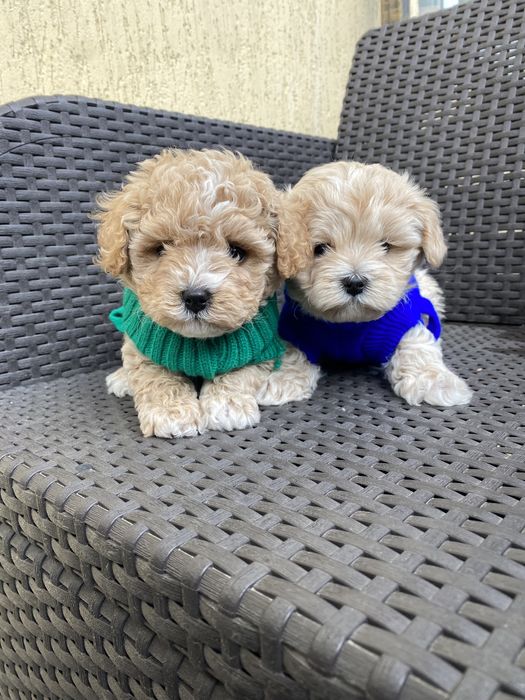 Карамельні міні мальтипу