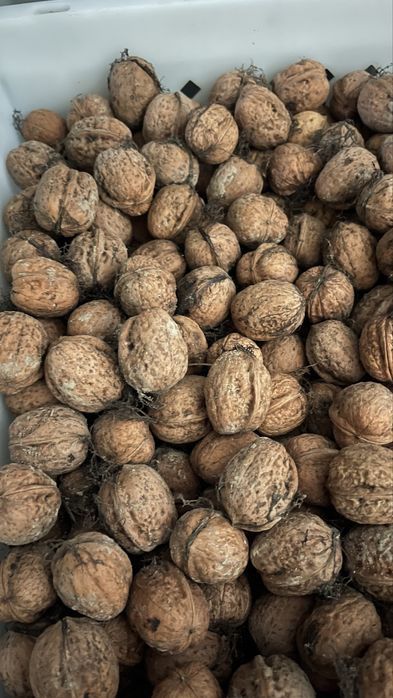 Orzechy włoskie w skorupce