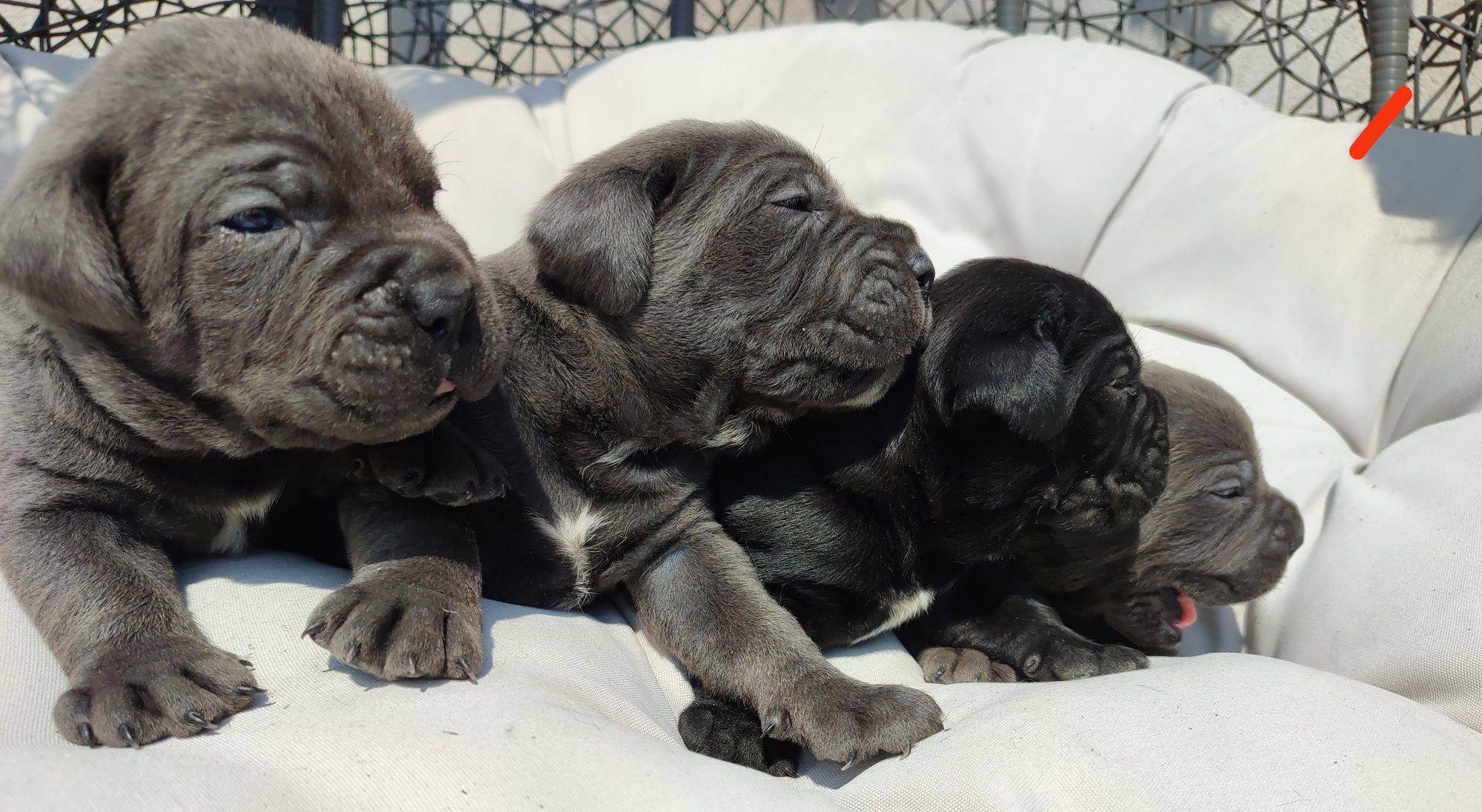Cane Corso Italiano Sunia