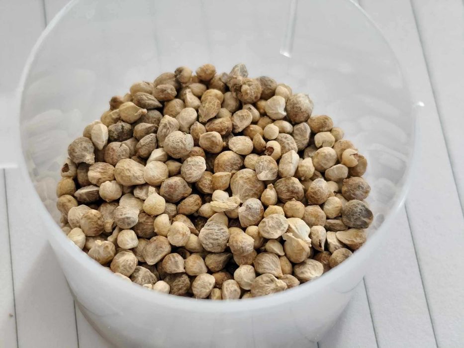 Nasiona SZPINAKU na sprzedaż - odmiana całoroczna - Nasiona szpinak.