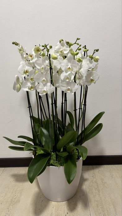 Преміальна композиція з фаленописів (орхідей)