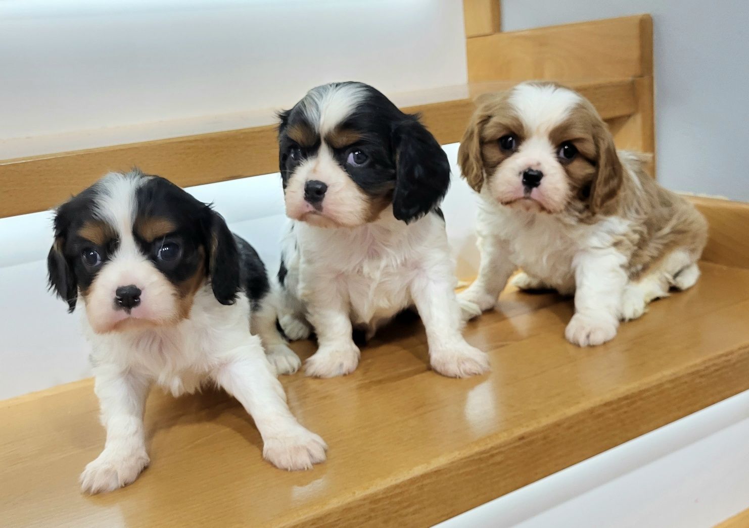 Cavalier King Charles Spaniel ostatni  Samczyk