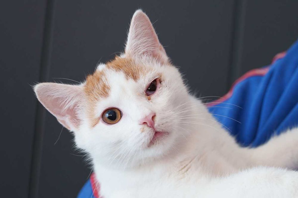 Kociaki rude szukają domów -schronisko Zgierz -aktualne