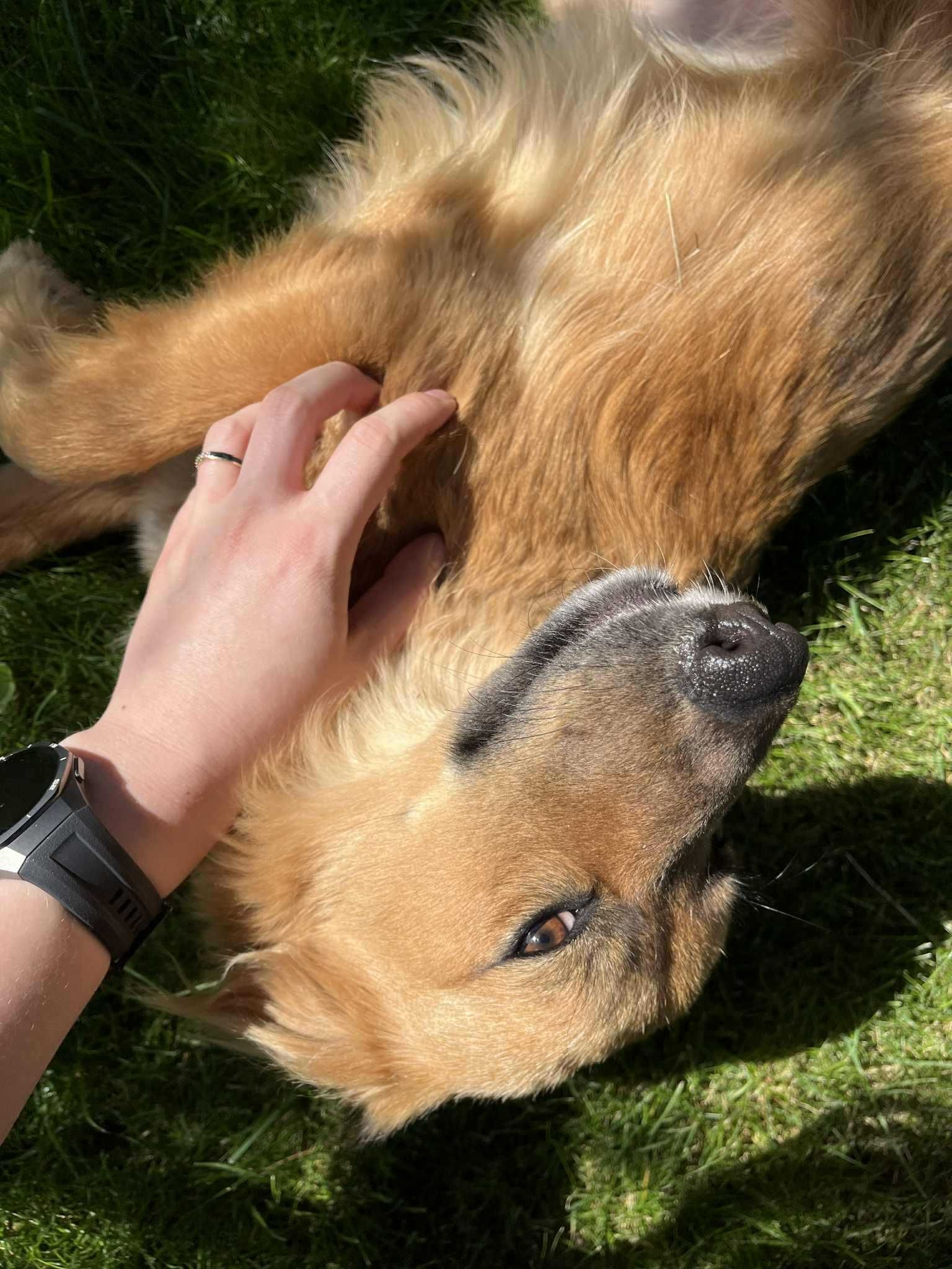 bezdomna wspaniała sunia szuka domu adoptuj