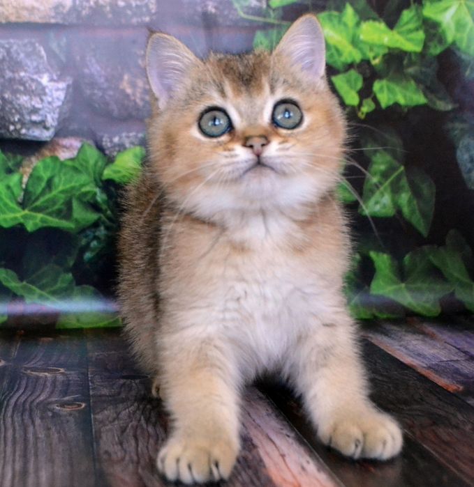 Британський золотий хлопчина