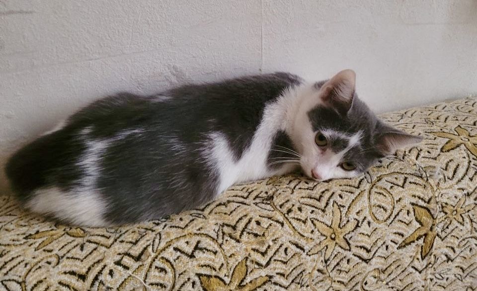 Хлопчик 3 місяці, в добрі руки