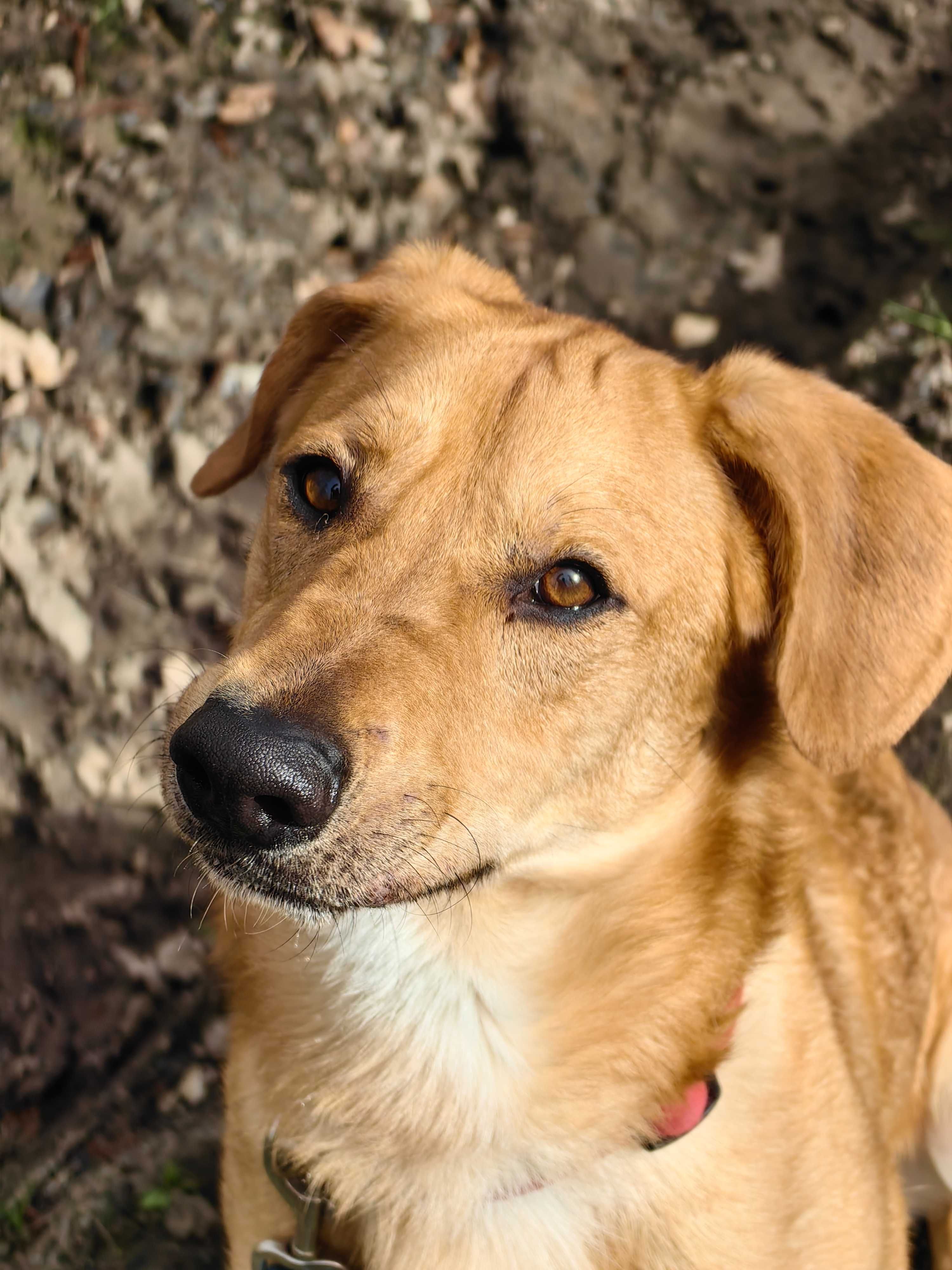 Skipper - mix labradora i owczarka niemieckiego