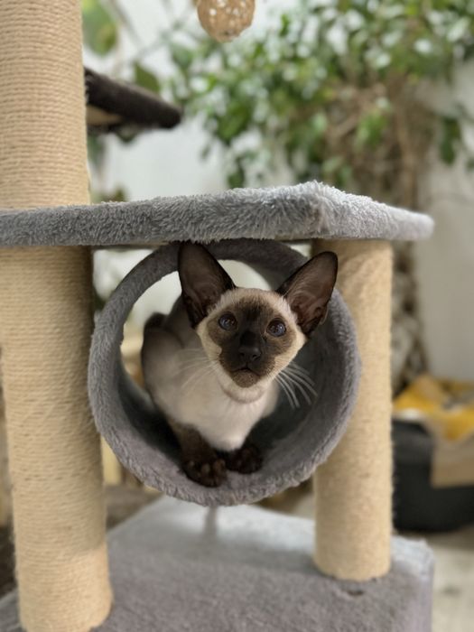 Ориентал. Орієнтал . орієнтальні кошенята . Ориентальные котята