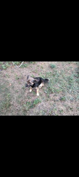 Pilnie oddam tylko w dobre ręce