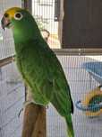 Papagio amazona ochrocephala